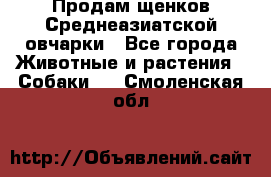 Продам щенков Среднеазиатской овчарки - Все города Животные и растения » Собаки   . Смоленская обл.